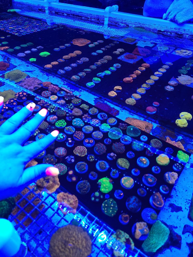 Cherry Corals - Photo 5