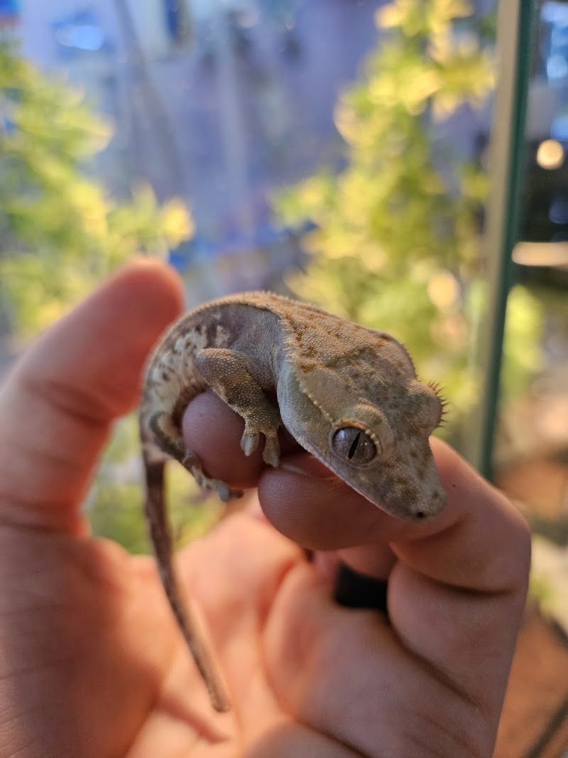 Royal Tropical Fish & Bird - Photo 5