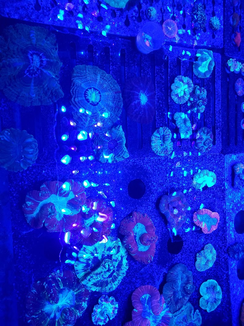 Detroit Reef Club - Photo 2