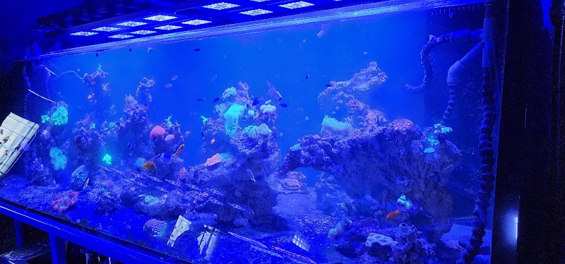 Detroit Reef Club - Photo 5