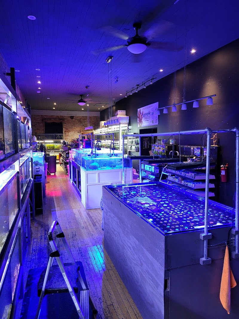 Sunset Corals - Photo 2