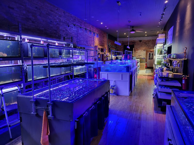 Sunset Corals - Photo 5