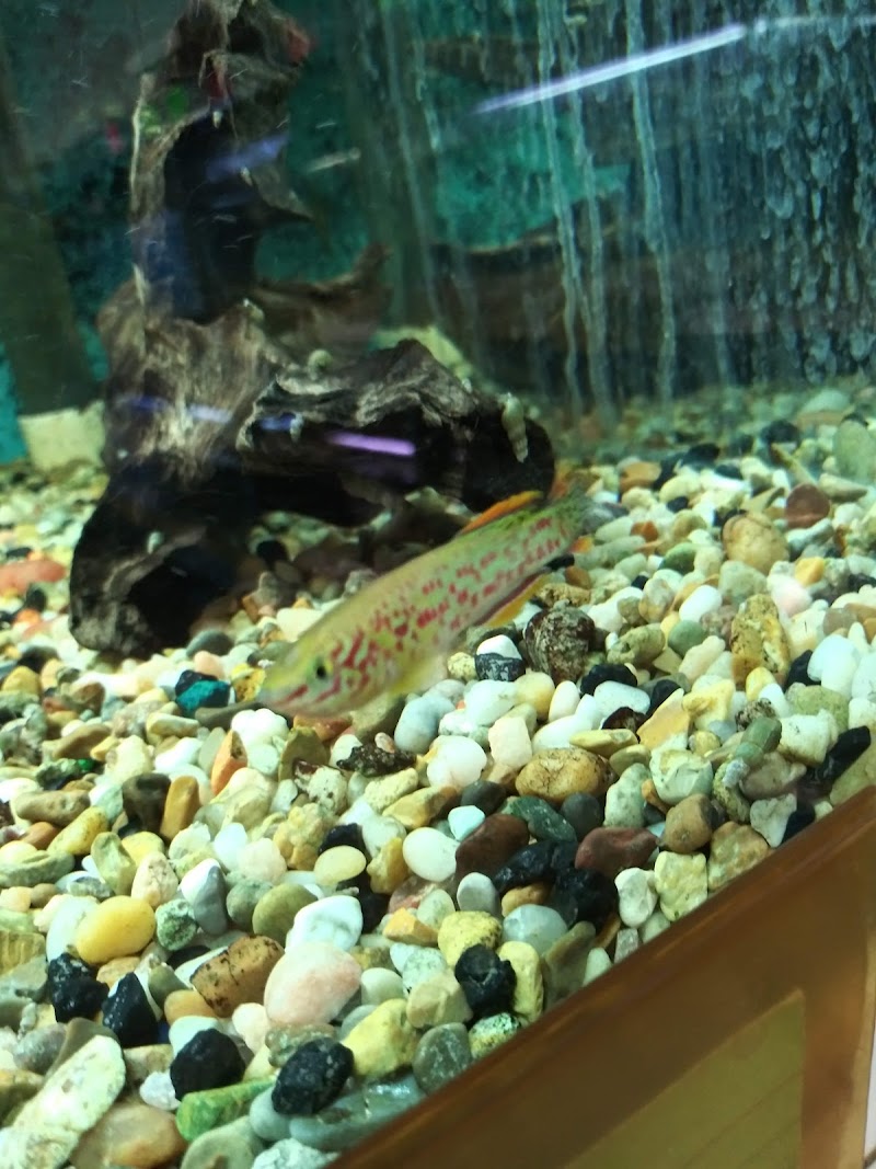 Somethin's Fishy Pet Shop Inc - Photo 4