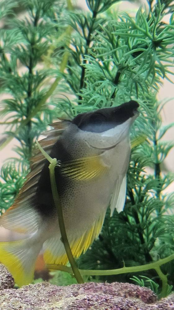 Fins & Filters -Pet Suppliers - Photo 5