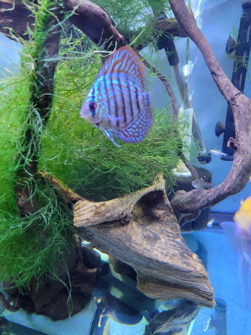 Aquallations - Photo 4