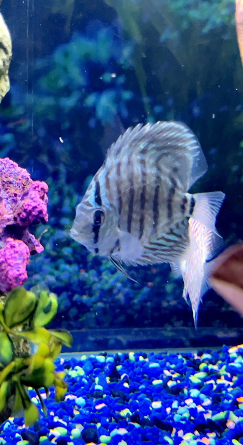The Tropical Fish Shoppe Inc. - Photo 3