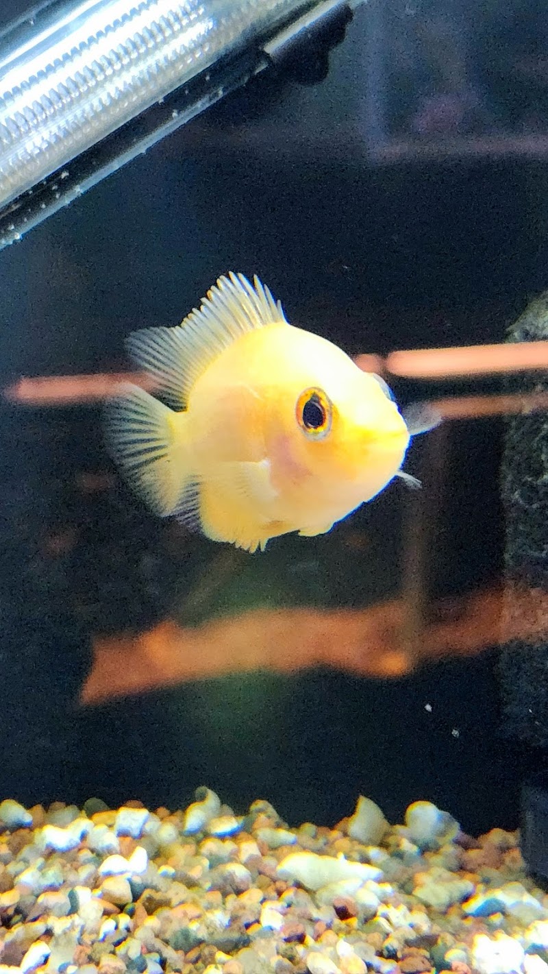 The Tropical Fish Shoppe Inc. - Photo 4