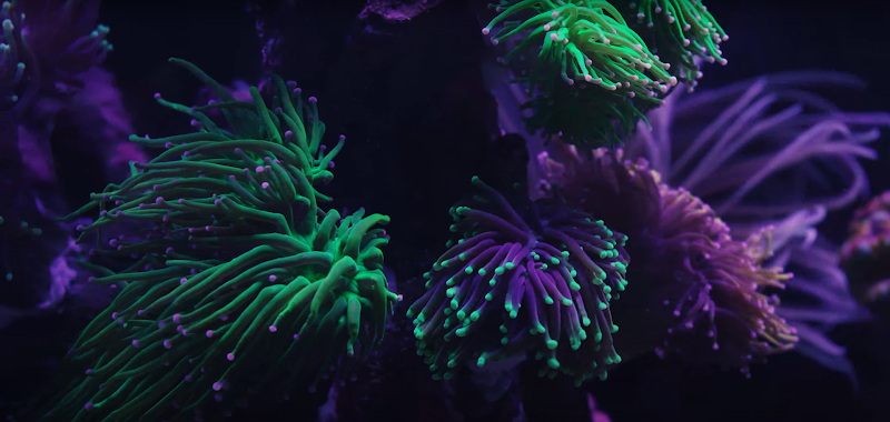 New Wave Aquaria - Photo 2