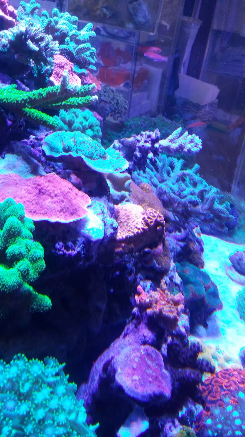 New Wave Aquaria - Photo 4