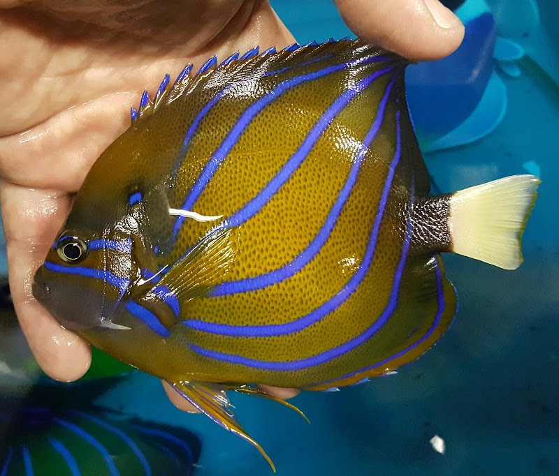 Northstar Aquatics Inc. (Wholesale Only) - Photo 2