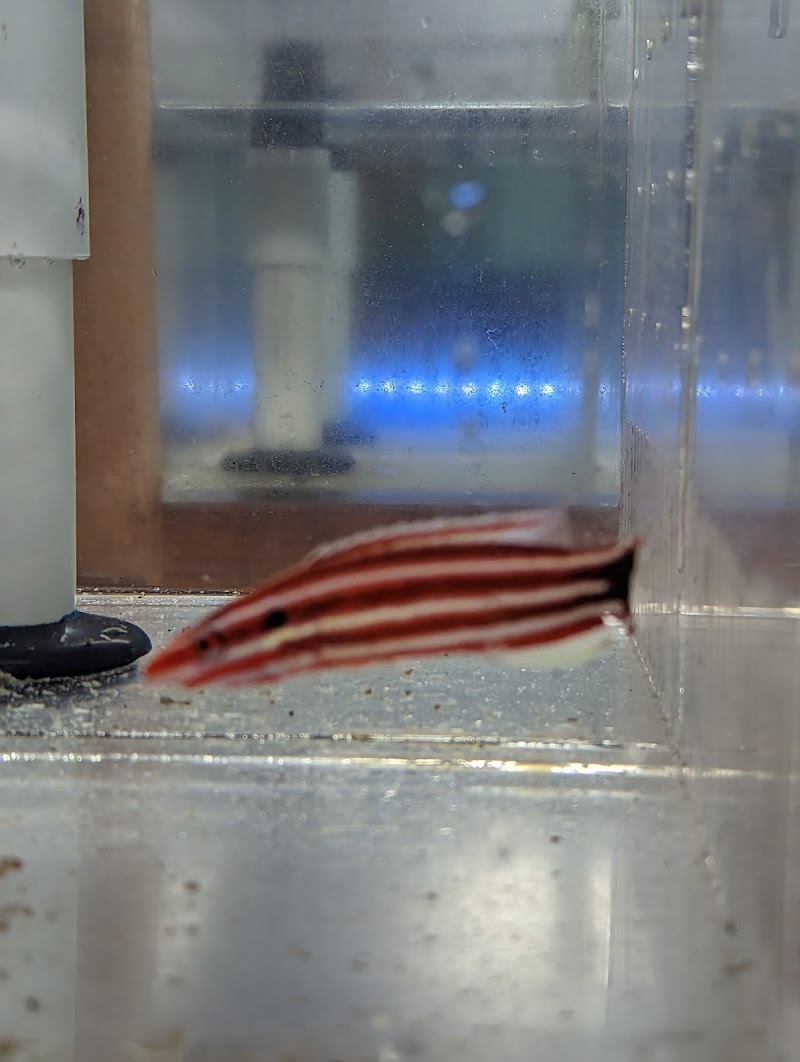 Northstar Aquatics Inc. (Wholesale Only) - Photo 3