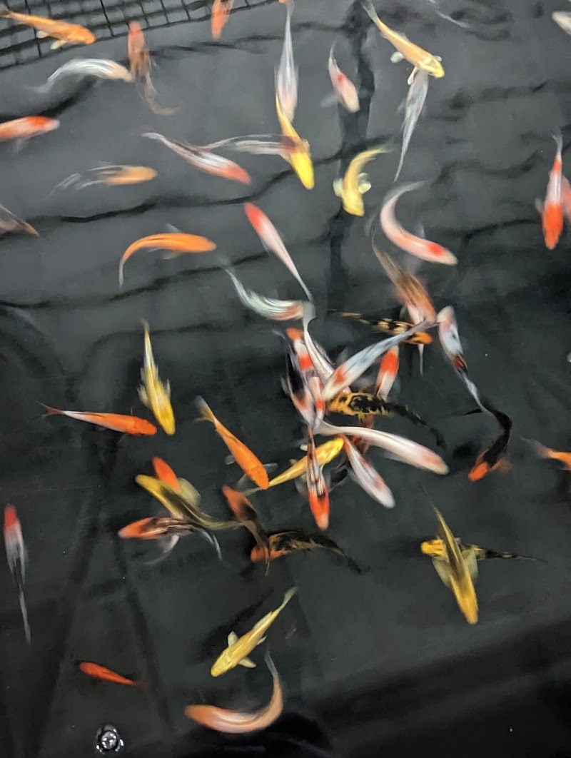 Northstar Aquatics Inc. (Wholesale Only) - Photo 4