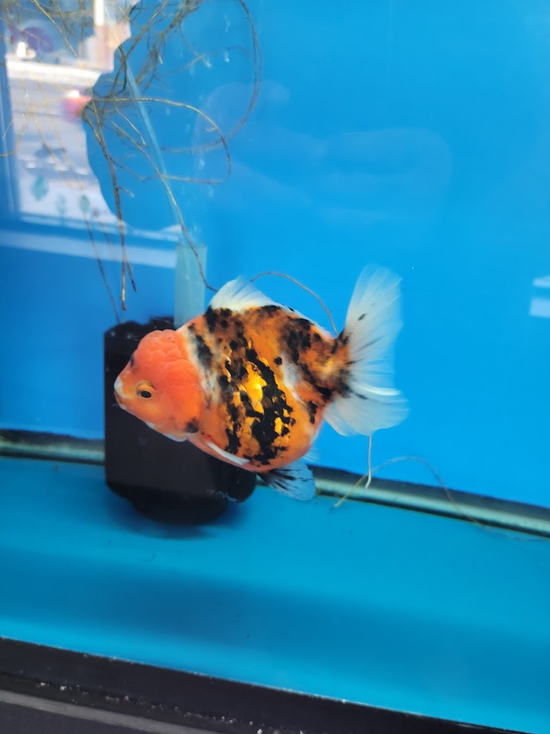 Imported Fish - Photo 4