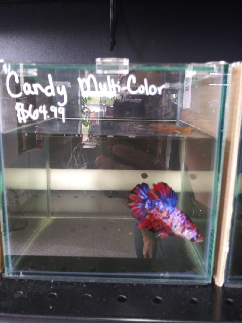 Imported Fish - Photo 5