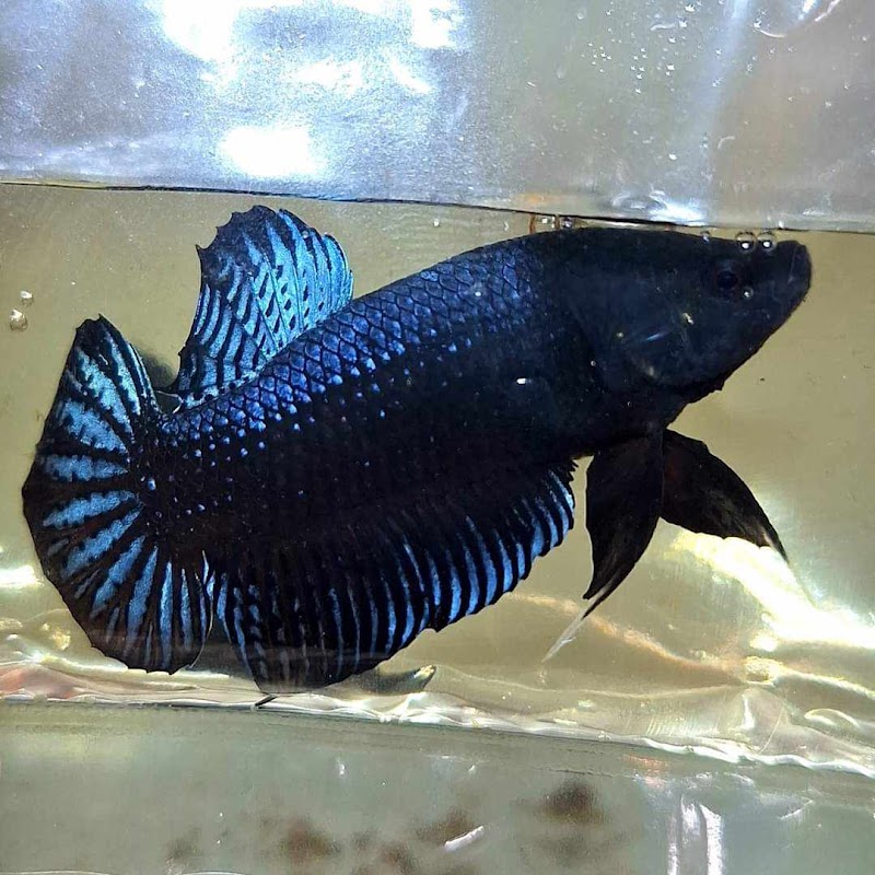 Exotic Aquarium - Photo 1
