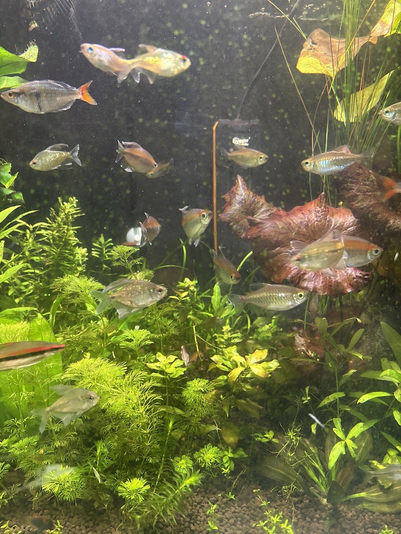 Exotic Aquarium - Photo 2