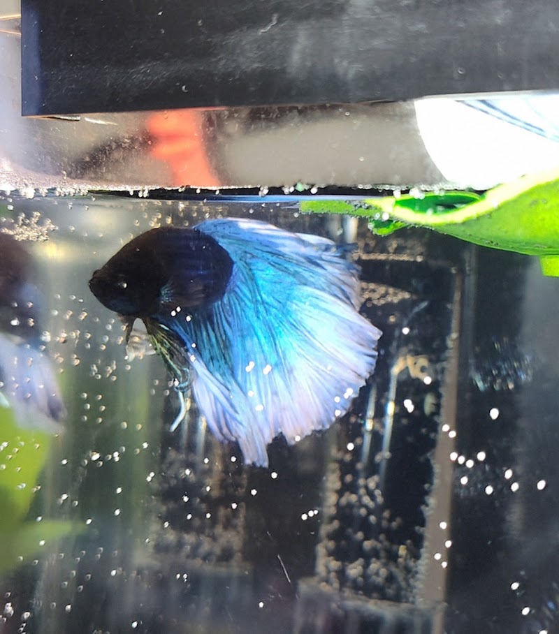 Exotic Aquarium - Photo 3