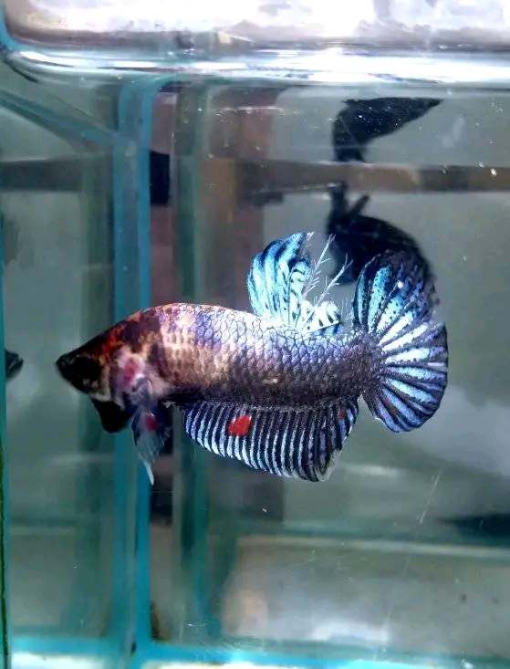 Exotic Aquarium - Photo 4