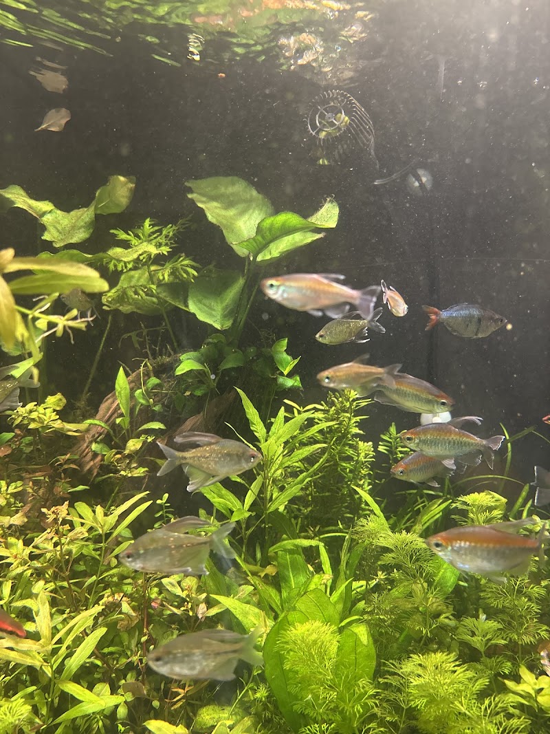 Exotic Aquarium - Photo 5