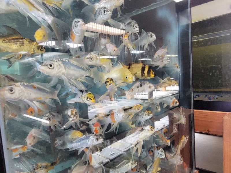 Quality Aquatics Pet Shop - Photo 2