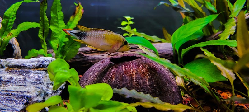 Pure Fish Works - Photo 2