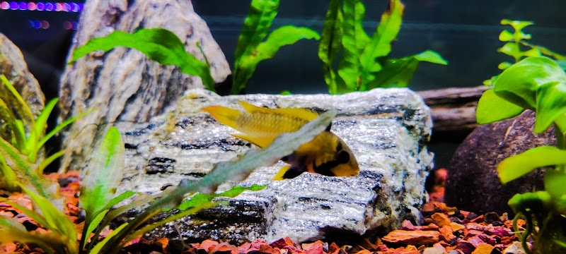 Pure Fish Works - Photo 5