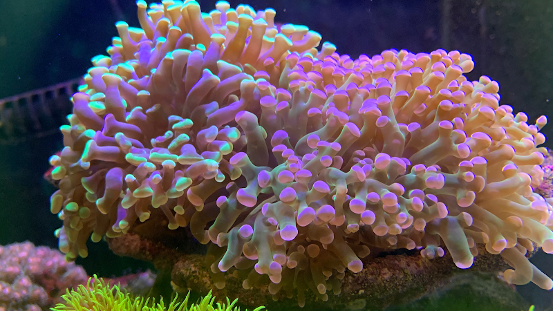Reef Life Aquariums - Photo 2
