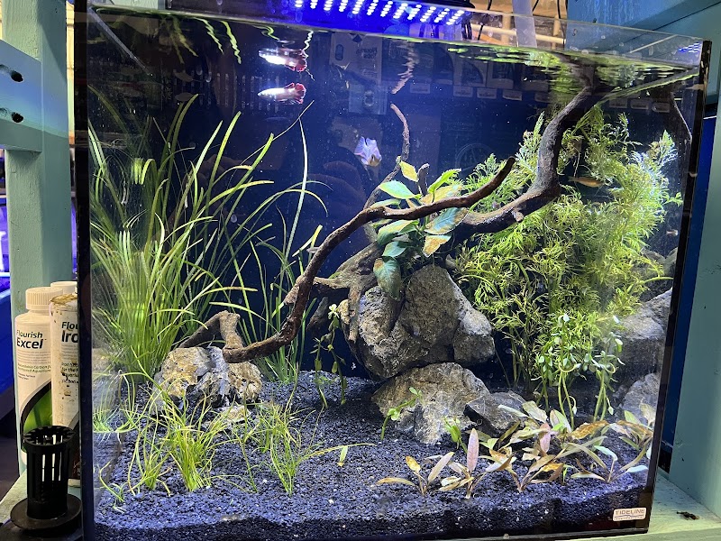 Reef Life Aquariums - Photo 4