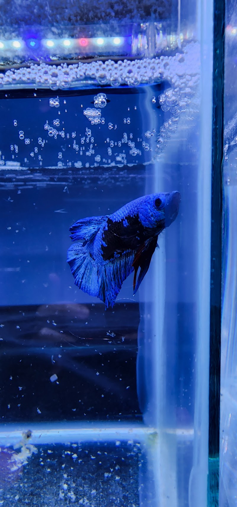 Twin Cities Guppies - Photo 4