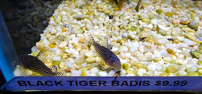 Twin Cities Guppies - Photo 5