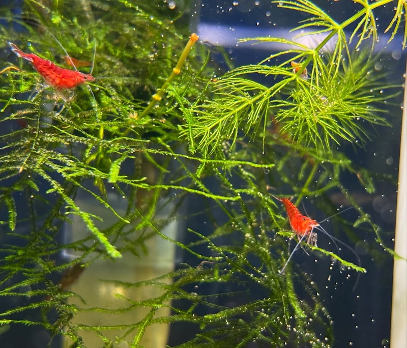 Indoor Fins Aquatic Pets - Photo 4