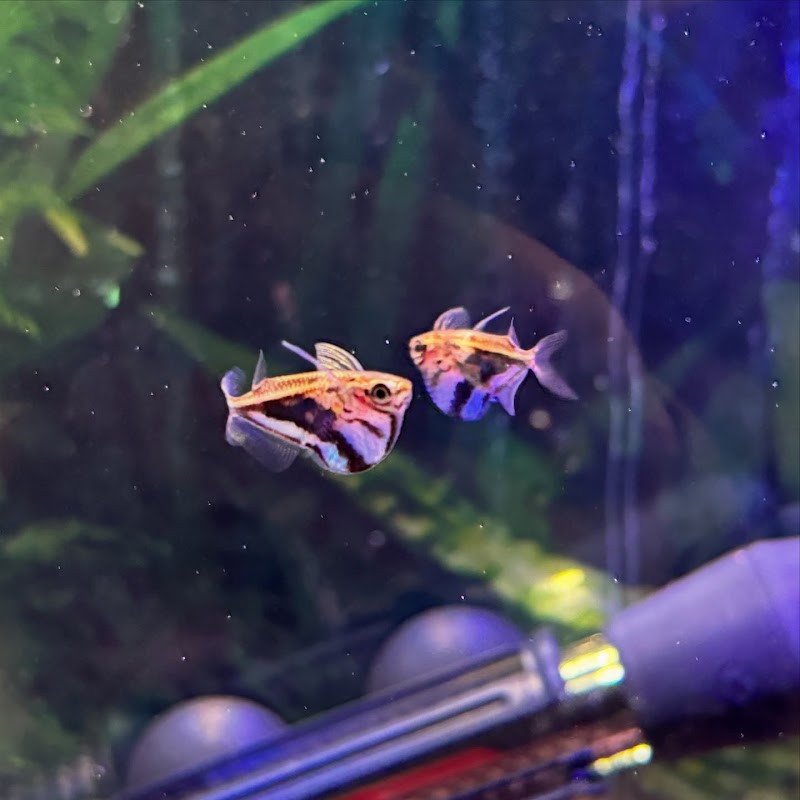 Indoor Fins Aquatic Pets - Photo 5