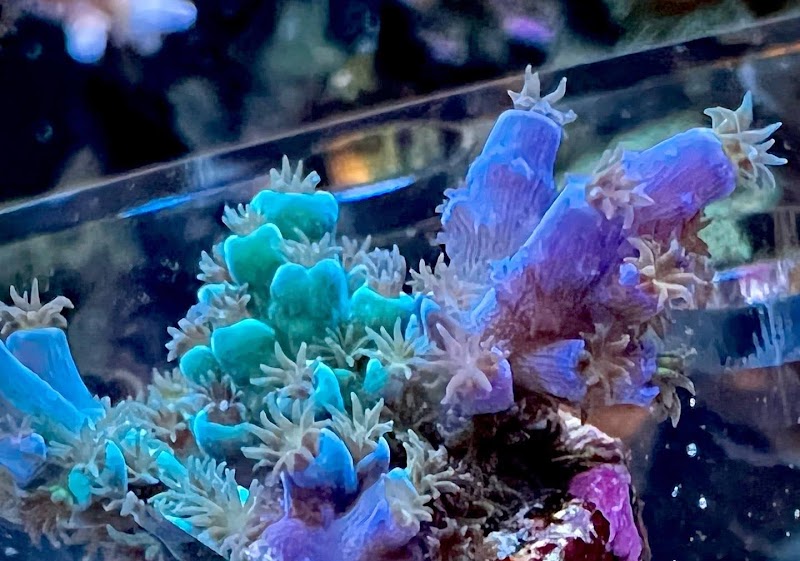 Bulk Reef Supply - Photo 4