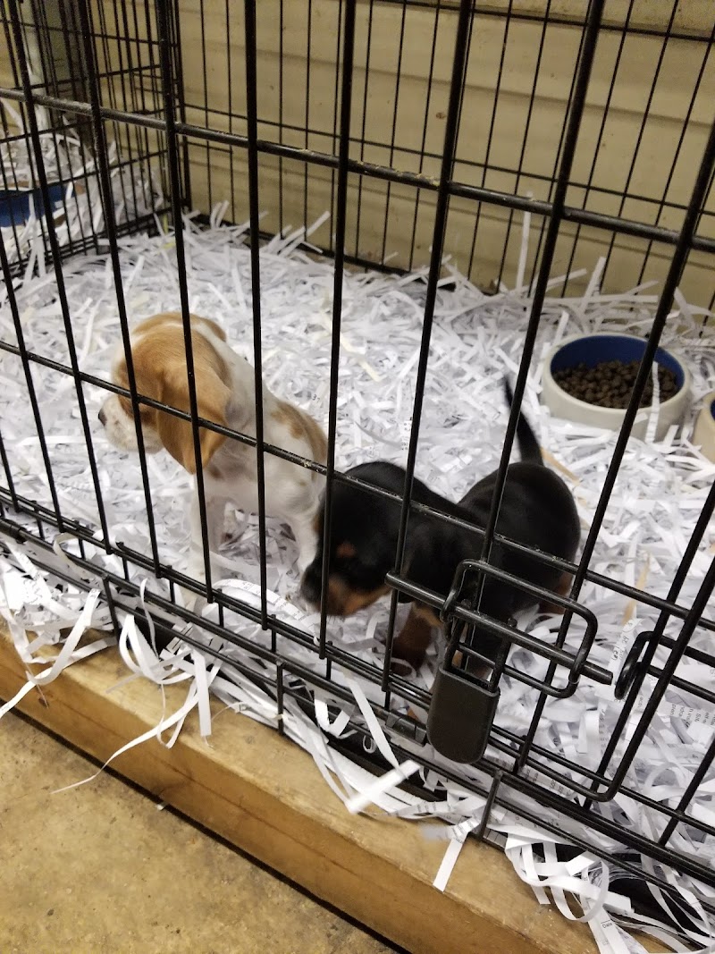 Pets & Fish - Photo 2