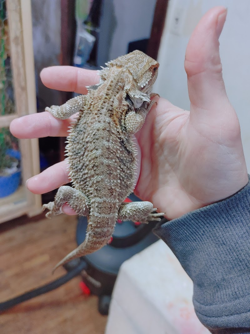 Pets & Fish - Photo 5