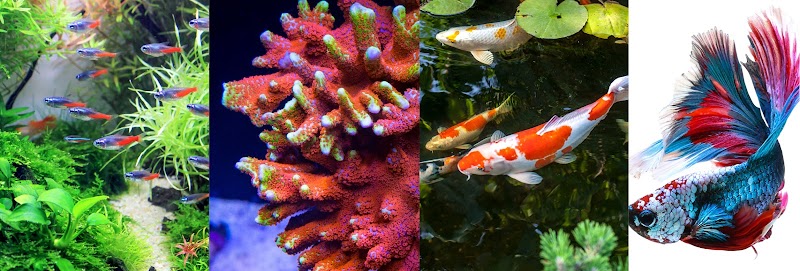 Aqua World - Photo 1