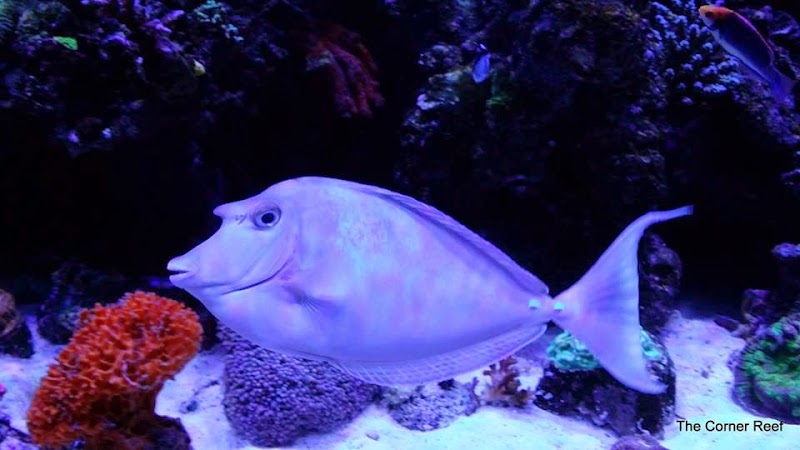 The Corner Reef - Photo 2