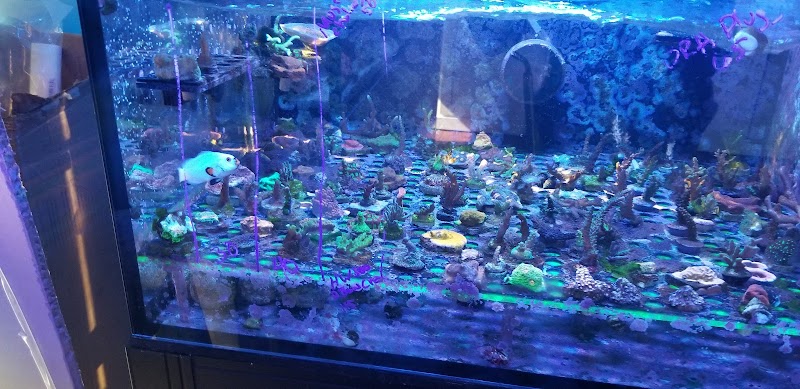 The Corner Reef - Photo 3