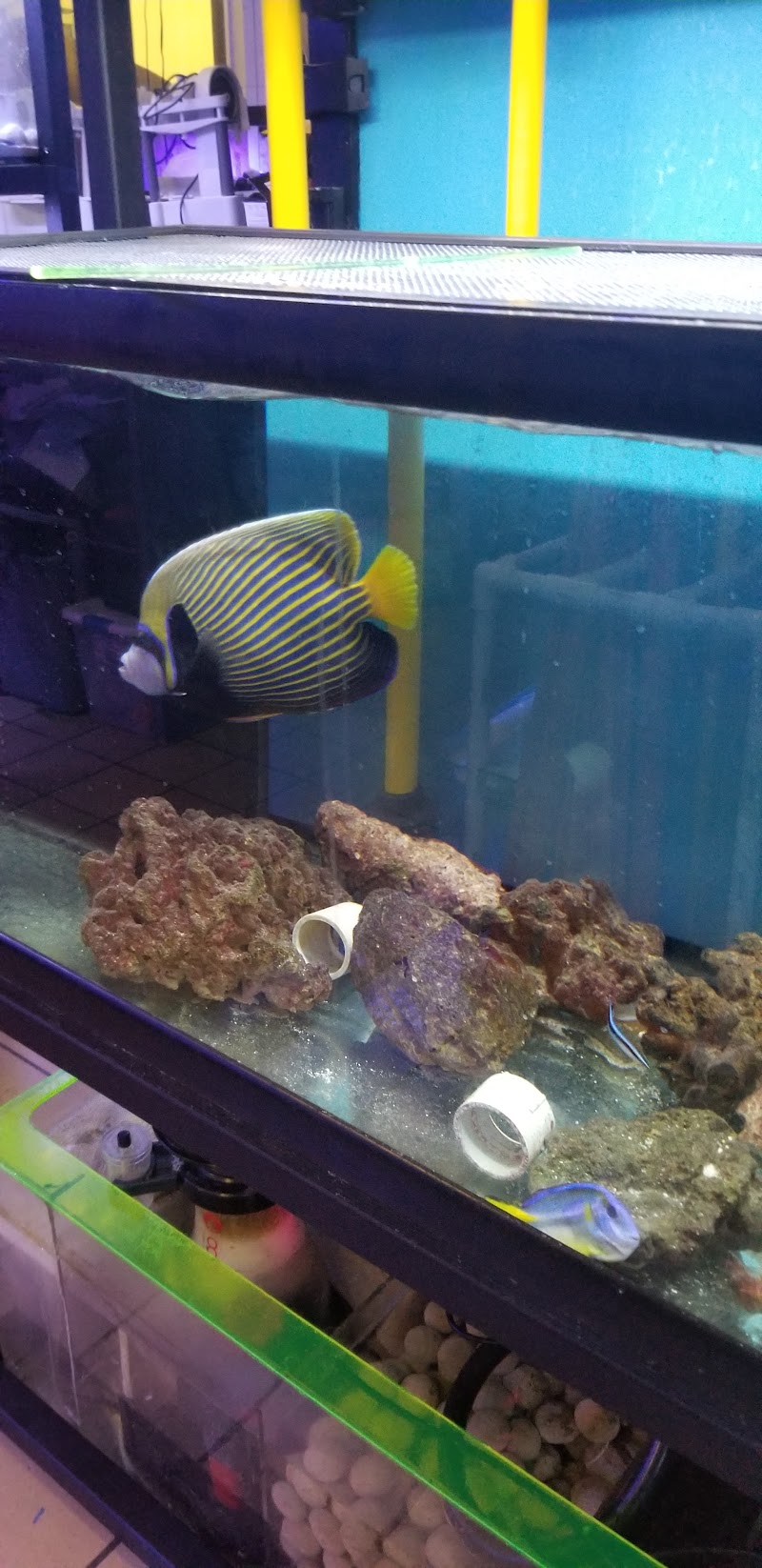 The Corner Reef - Photo 4