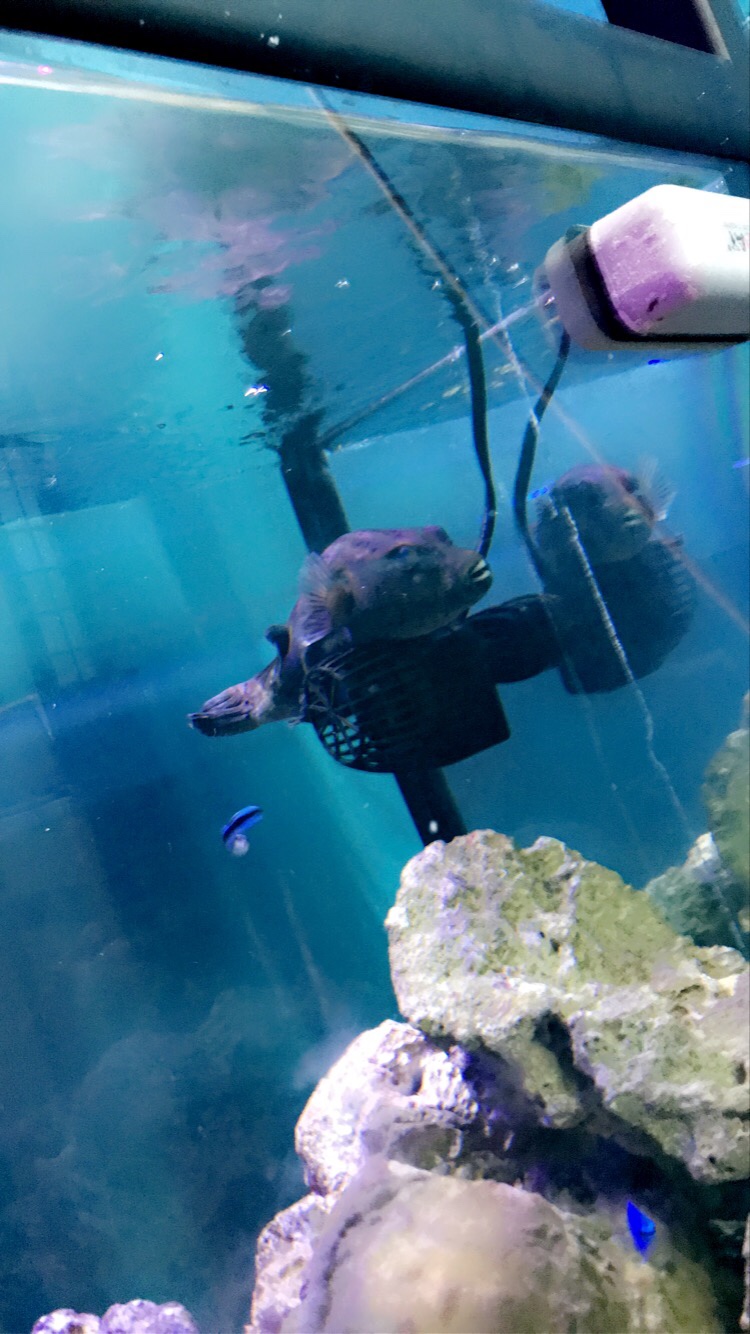 The Corner Reef - Photo 5