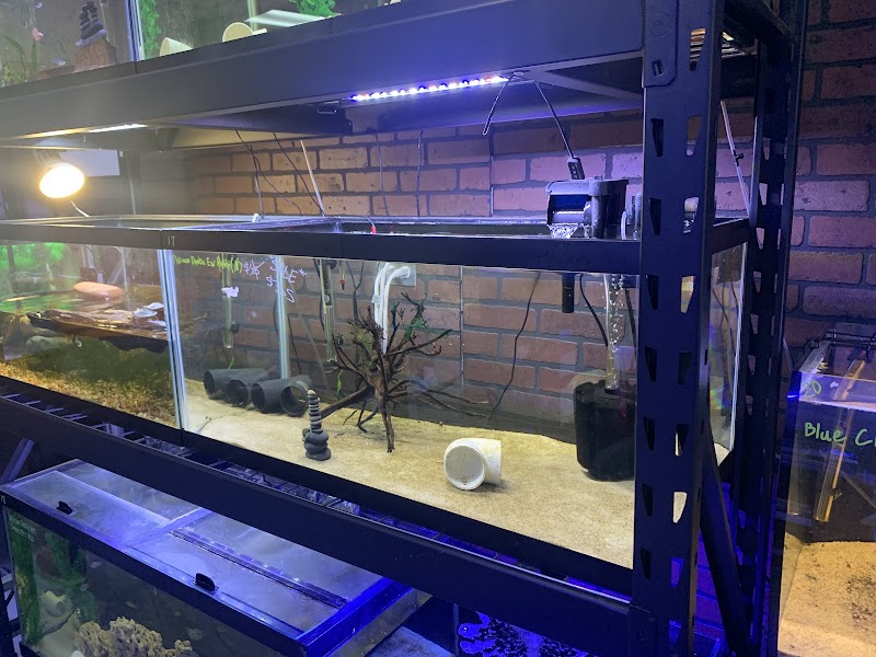 Corals & More - Photo 2