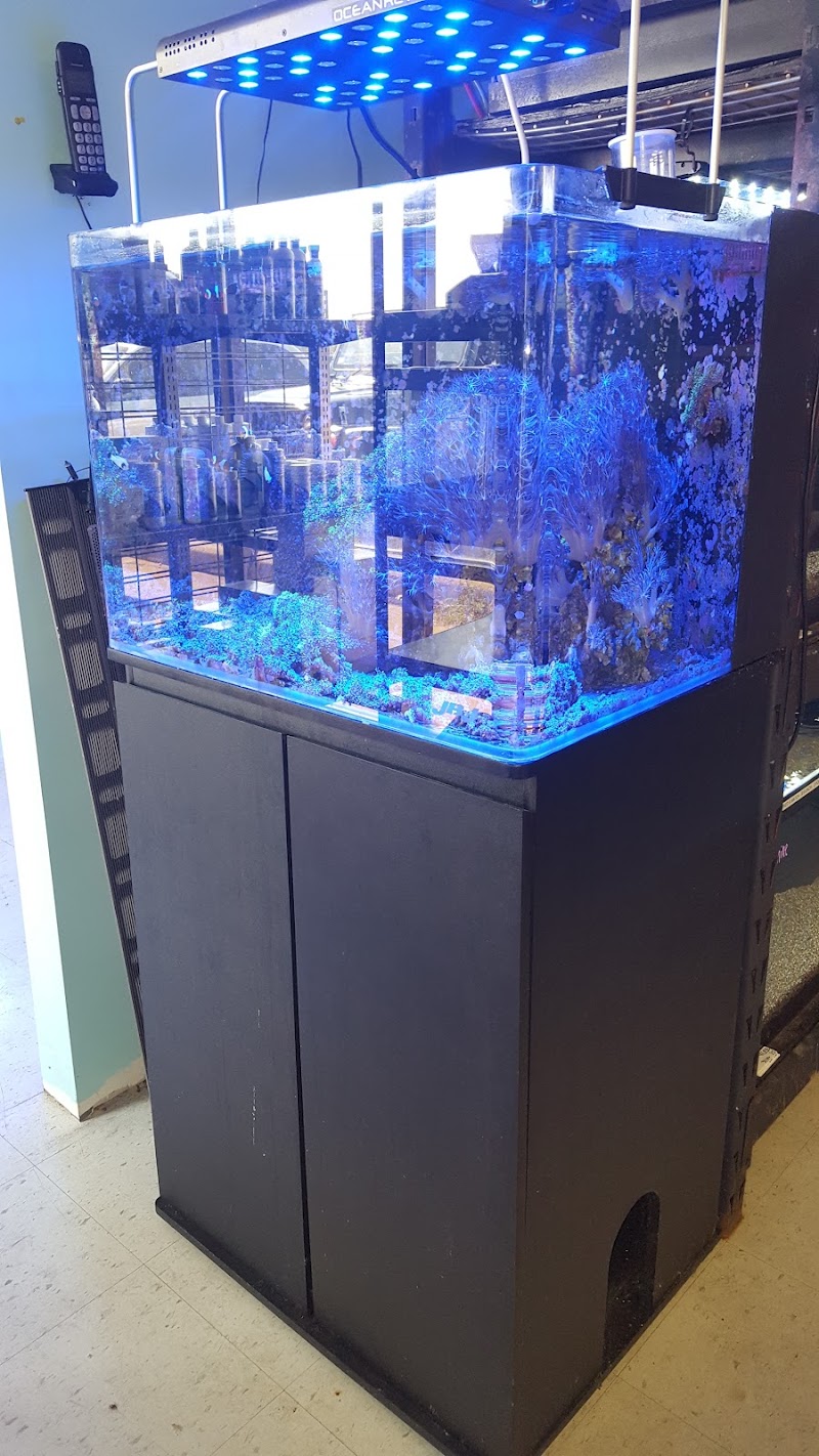 Corals & More - Photo 4