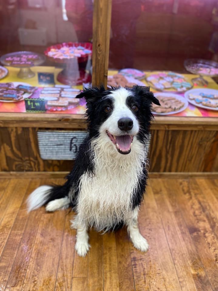 Mississippi Mutts - Photo 2