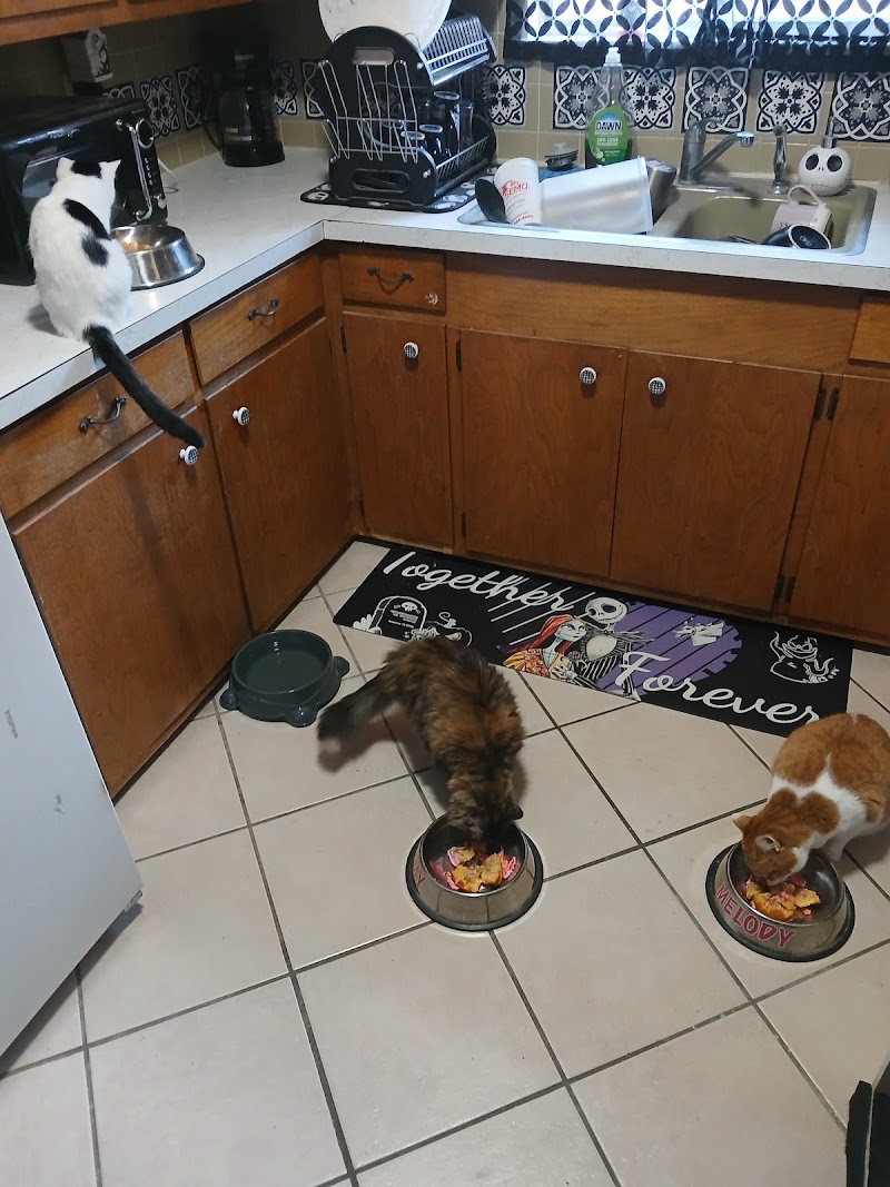 Mississippi Mutts - Photo 5