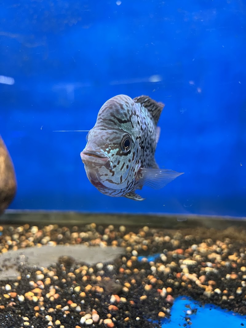 Paradise Pet Shop - Photo 3