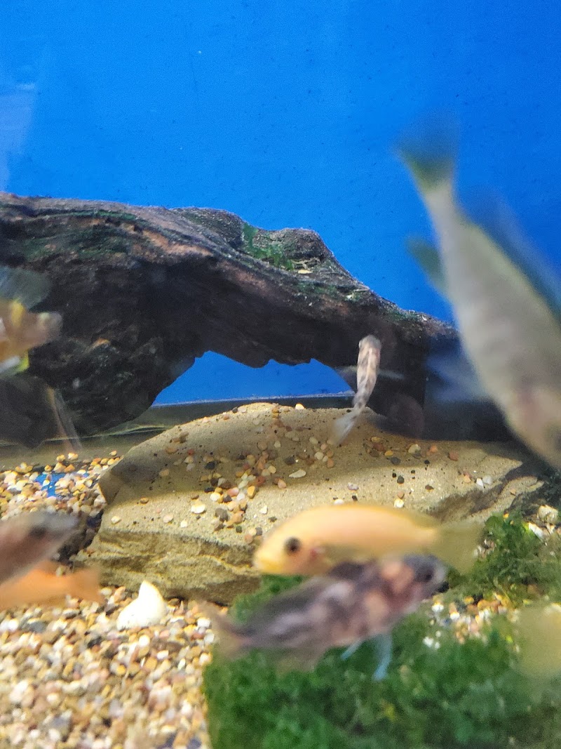 Paradise Pet Shop - Photo 4