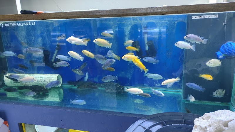 Malawi Aquatics - Photo 3