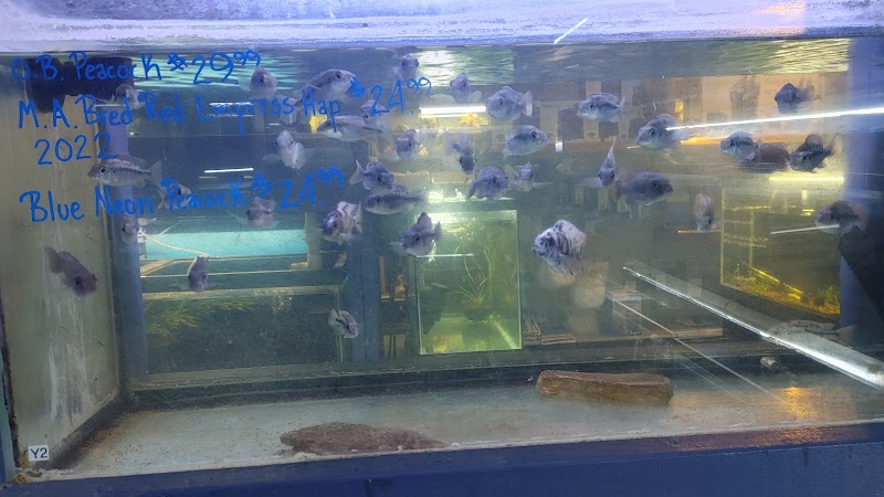 Malawi Aquatics - Photo 5