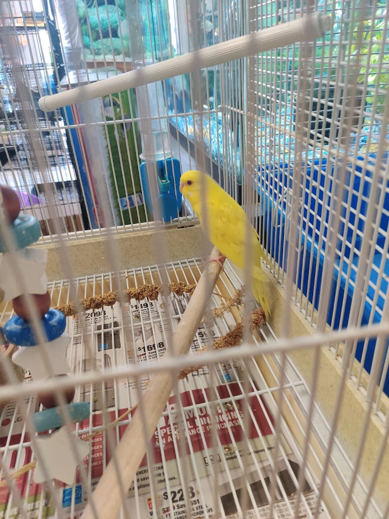 Jungle of Joys Pet Shop - Photo 2