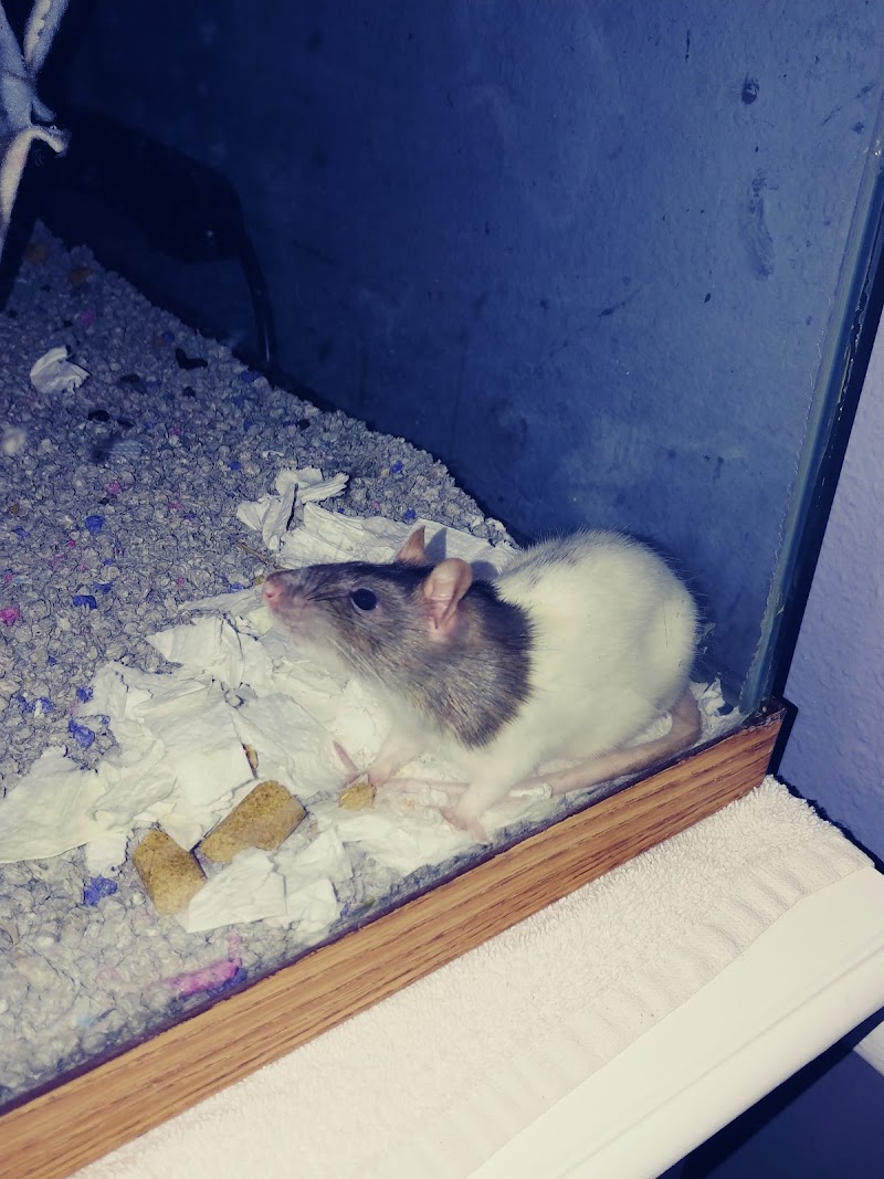 Jungle of Joys Pet Shop - Photo 3